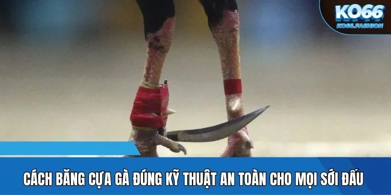 Cách băng cựa gà