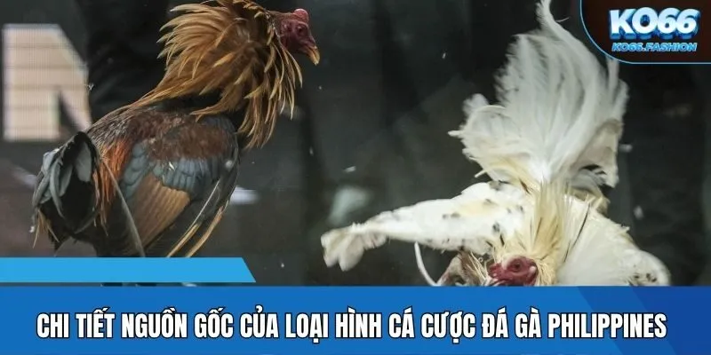 Chi tiết nguồn gốc của loại hình cá cược đá gà philippines