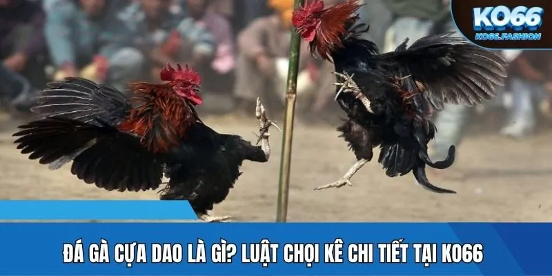 Đá gà cựa dao