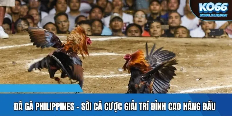 Đá gà Philippines