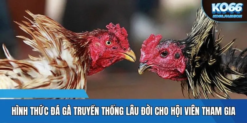 Hình thức đá gà truyền thống lâu đời cho hội viên tham gia