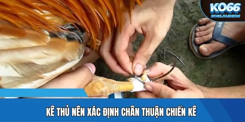 Kê thủ nên xác định chân thuận chiến kê