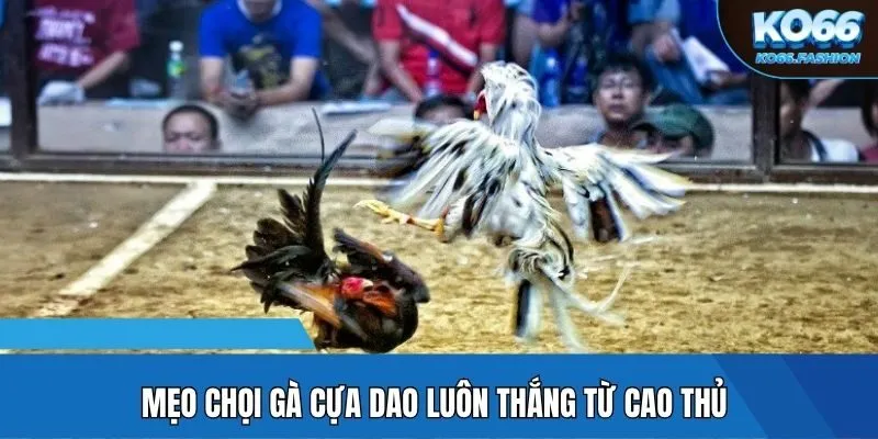 Mẹo chọi gà cựa dao luôn thắng từ cao thủ