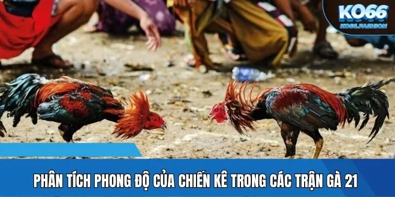 Phân tích phong độ của chiến kê trong các trận gà 21