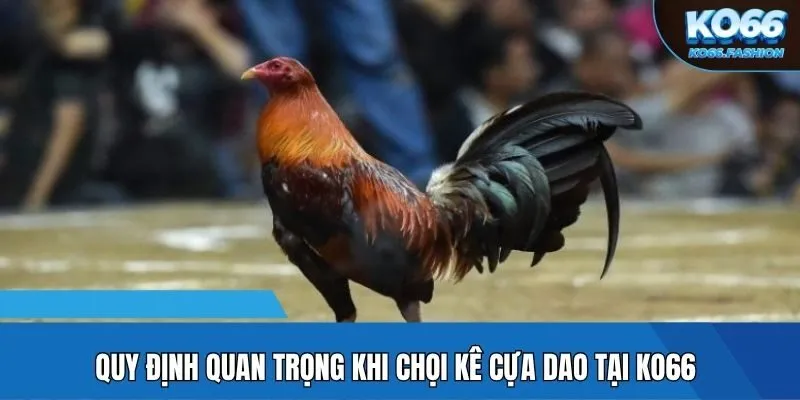 Quy định quan trọng khi chọi kê cựa dao tại KO66
