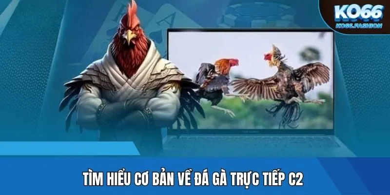 Tìm hiểu cơ bản về đá gà trực tiếp C2
