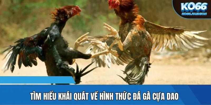 Tìm hiểu khái quát về hình thức đá gà cựa dao
